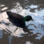 Kwaker woerd 2025, Dieren en Toebehoren, Pluimvee, Mannelijk, Eend