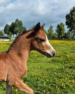 Schitterend welsh hengstveulen van A new story!, Hengst, Recreatiepony, Met stamboom, 0 tot 2 jaar