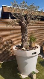 Olijfboom in pot, Tuin en Terras, Planten | Bomen, 100 tot 250 cm, Olijfboom, Ophalen, Volle zon