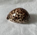 Prachtige glanzende Cypraea Tigris, Tijgers schelp (4), Ophalen of Verzenden, Schelp(en)