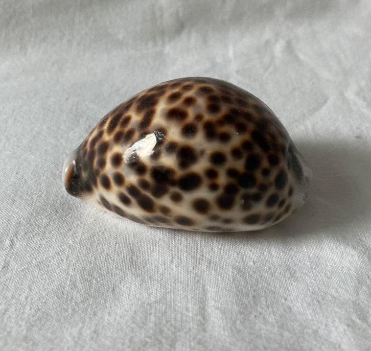 Prachtige glanzende Cypraea Tigris, Tijgers schelp (4), Verzamelen, Mineralen en Fossielen, Schelp(en), Ophalen of Verzenden
