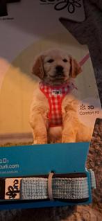 Honde harnas. Maat xs, Dieren en Toebehoren, Ophalen of Verzenden, Nieuw