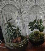 Diverse planten terraria/terrariums, Ophalen, Halfschaduw, Minder dan 100 cm
