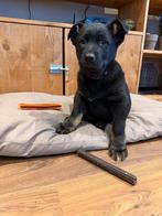 Super leuke 3/4 duitse herder pups mogen naar een nieuw huis, Dieren en Toebehoren, 8 tot 15 weken, Parvo, Meerdere, Meerdere dieren