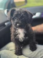 Frenchiepoo pup, 8 tot 15 weken, Eén hond, Nederland, Particulier