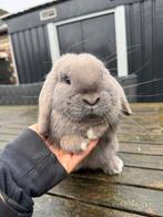 Prachtig hangoor dwerg konijntje, Dieren en Toebehoren, Konijnen, Meerdere dieren, Dwerg, Hangoor