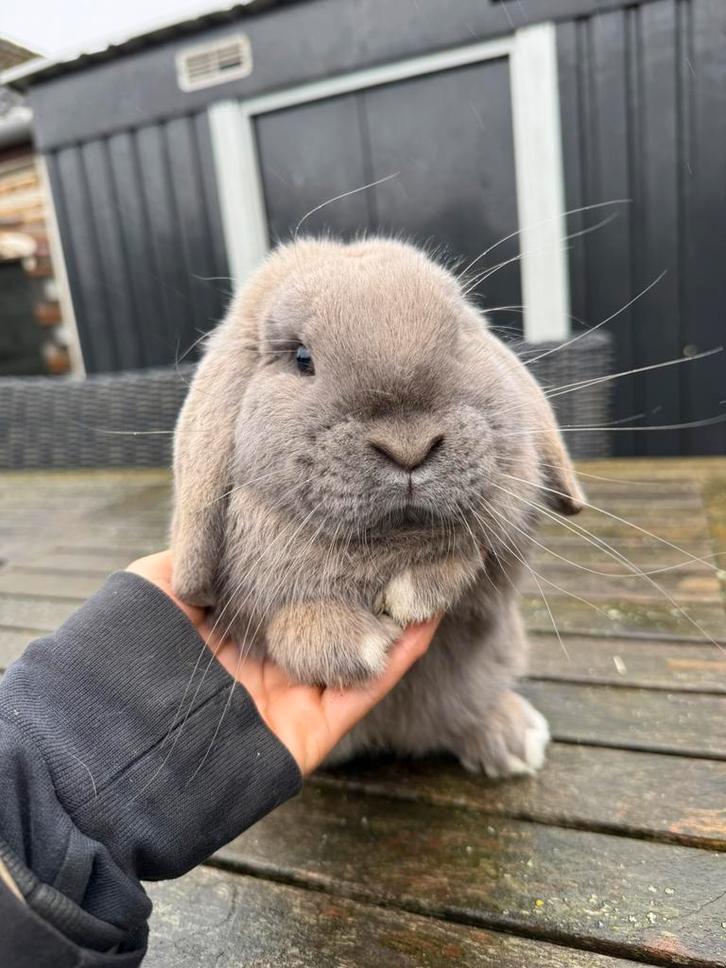 Prachtig hangoor dwerg konijntje, Dieren en Toebehoren, Konijnen, Dwerg, Meerdere dieren, Hangoor