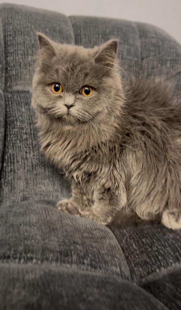 Britse korthaar kitten assenede, Dieren en Toebehoren, Kattenspeelgoed, Zo goed als nieuw, Overig speelgoed, Ophalen