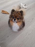 Pomeranian, dwergkees teefje, Dieren en Toebehoren, Keeshond, 1 tot 2 jaar, Teef, Eén hond