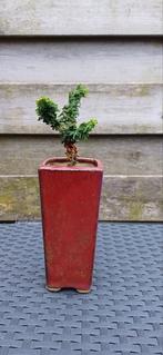 Chamaecyparis Hinoki Sekka mame (mini) bonsai, Tuin en Terras, Planten | Bomen, Bloeit niet, Minder dan 100 cm, Volle zon, In pot