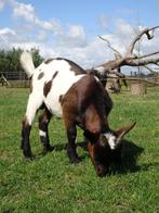 Te koop prachtig dwergbokje, Dieren en Toebehoren, Schapen, Geiten en Varkens, Mannelijk, Geit, 0 tot 2 jaar
