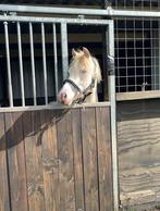 Verzorger verzorgster gezocht, Diensten en Vakmensen, Dieren | Paarden | Verzorging, Oppas en Les, Verzorging of Verzorgpony's