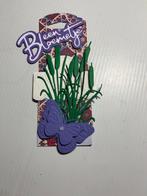 🌸 Brievenbuskadootje met bloemzaadjes, Verzenden, Nieuw, Overige thema's