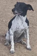 ACE: Rosie is een gevoelig hondje dat graag geknuffeld wordt, Dieren en Toebehoren, 6 jaar of ouder, Particulier, Rabiës (hondsdolheid)