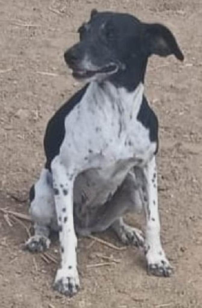 ACE: Rosie is een gevoelig hondje dat graag geknuffeld wordt, Dieren en Toebehoren, Honden | Niet-rashonden, Klein, Teef, Particulier