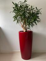 LECHUZA plantenzuil 75cm, scharlakenrood hoogglans, Ophalen, Zo goed als nieuw