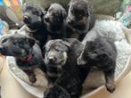 Oud Duitse herder x mix pups van 30-09 mogen weg 25-11, Dieren en Toebehoren, Honden | Herdershonden en Veedrijvers, 8 tot 15 weken