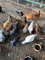 Jonge leghennen, Dieren en Toebehoren, Pluimvee, Vrouwelijk, Kip