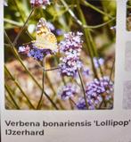 Mooie vlinderplant en bijen plant ,,, Tuin en Terras, Planten | Struiken en Hagen, Ophalen, Overige soorten