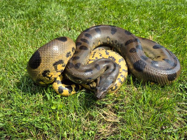 Eunectes murinus 0.1 te koop, Dieren en Toebehoren, Reptielen en Amfibieën, Hagedis