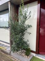 Olijfboom, Ophalen of Verzenden, Overige soorten, Struik, 100 tot 250 cm