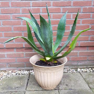 Agave hoogte 85 cm inclusief pot beschikbaar voor biedingen
