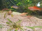 Baby koi's 1 euro per stuk, Dieren en Toebehoren, Overige soorten