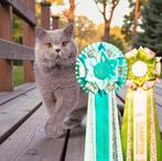 🎖kampioen🏅britse korthaar dekkater HCM/PKD getest stamboom