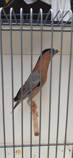 Pagode spreeuw man., Dieren en Toebehoren, Vogels | Overige Vogels, Mannelijk, Geringd