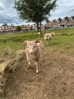 Mooi ouessant rammetje van mei 2025, Dieren en Toebehoren, Schapen, Geiten en Varkens, Mannelijk, Schaap, 0 tot 2 jaar