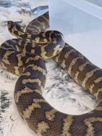 Morelia spilota 1.0, Dieren en Toebehoren, 0 tot 2 jaar