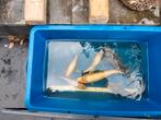 meet bak voor vissen, Dieren en Toebehoren, Vissen | Vijvervissen, Karper of Koi