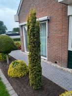 Taxus, Tuin en Terras, Ophalen, Bloeit niet, Halfschaduw, Overige soorten
