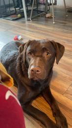 Chocoladebruine labrador, Dieren en Toebehoren, België, Particulier, 1 tot 2 jaar, Teef