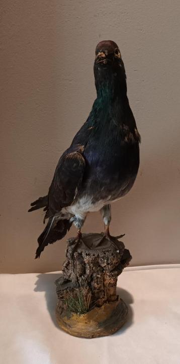 Prachtige opgezette Duif vogel op boomstronkje Taxidermie beschikbaar voor biedingen