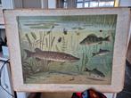 Schoolplaat zoetwatervissen met bijplaat, Antiek en Kunst, Antiek | Schoolplaten, Ophalen, Natuur en Biologie