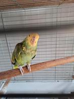 Man Dubbele Geelkop Amazone Fallow mutatie met rode ogen, Mannelijk, Papegaai, Tam