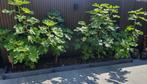 Mooie vijgen bomen, Overige soorten, 100 tot 250 cm, Zomer, Ophalen