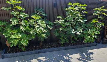 Mooie vijgen bomen beschikbaar voor biedingen