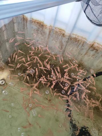 Albino graskarper 7-10 cm desgewenst bezorgd aan huis  beschikbaar voor biedingen
