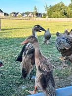 Loopeenden,, Dieren en Toebehoren, Pluimvee, Meerdere dieren, Eend