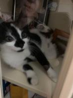 Kitten, Dieren en Toebehoren, Poes