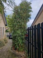 bamboe, Overige soorten, Volle zon, 250 tot 400 cm, Bloeit niet