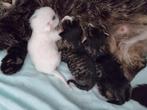 3 lieve kittens, Dieren en Toebehoren, Katten en Kittens | Overige Katten, Poes