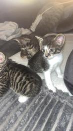 Wie kan me baby’s een goude mandje aanbieden, Meerdere dieren, Ontwormd, 0 tot 2 jaar