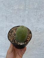 ……Plant, Cactus, Kamerplant, zeldzaam, Stek, Cactus, Minder dan 100 cm, Verzenden