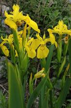 Uit de biologische moestuin: Gele lis, planten., Volle zon, Vaste plant, Ophalen of Verzenden, Vijverplanten