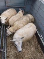 Te koop: 5 mooie gezonde dragende ooilammeren, Vrouwelijk, Schaap, 0 tot 2 jaar