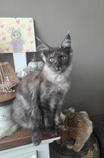 Hele mooi lieve maincoon kitten., Dieren en Toebehoren, Poes