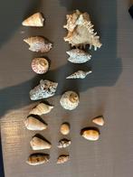 Mooie Schelpen Verzameling, Ophalen of Verzenden, Gebruikt